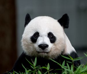 Preview wallpaper panda, animal, glance