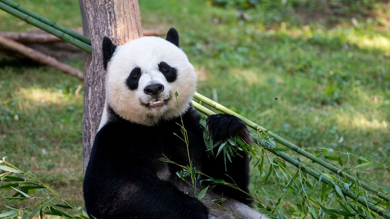 Wallpaper panda, animal, glance, bamboo, funny