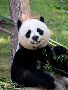 Preview wallpaper panda, animal, glance, bamboo, funny