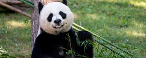 Preview wallpaper panda, animal, glance, bamboo, funny