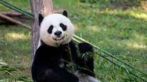 Preview wallpaper panda, animal, glance, bamboo, funny