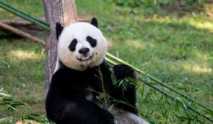 Preview wallpaper panda, animal, glance, bamboo, funny