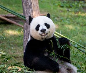 Preview wallpaper panda, animal, glance, bamboo, funny