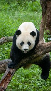 Preview wallpaper panda, animal, glance, tree