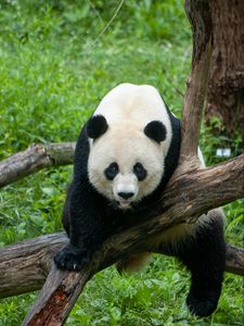 Preview wallpaper panda, animal, glance, tree