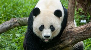 Preview wallpaper panda, animal, glance, tree