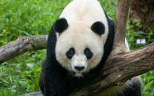 Preview wallpaper panda, animal, glance, tree