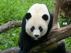 Preview wallpaper panda, animal, glance, tree