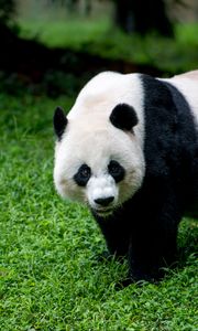 Preview wallpaper panda, animal, glance, grass