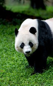 Preview wallpaper panda, animal, glance, grass