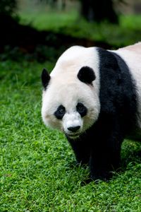 Preview wallpaper panda, animal, glance, grass