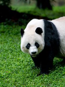 Preview wallpaper panda, animal, glance, grass