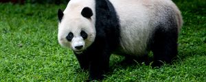 Preview wallpaper panda, animal, glance, grass