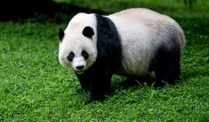 Preview wallpaper panda, animal, glance, grass