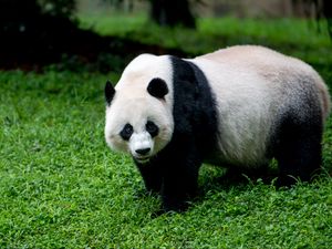 Preview wallpaper panda, animal, glance, grass