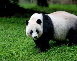Preview wallpaper panda, animal, glance, grass