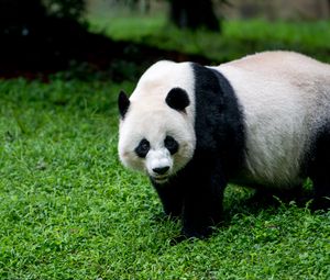 Preview wallpaper panda, animal, glance, grass