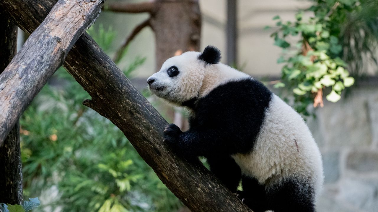 Wallpaper panda, animal, glance, trees