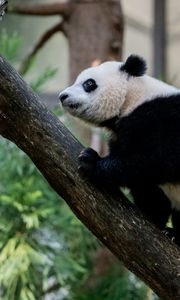 Preview wallpaper panda, animal, glance, trees