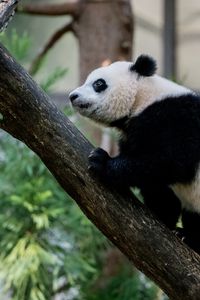 Preview wallpaper panda, animal, glance, trees