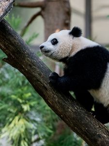 Preview wallpaper panda, animal, glance, trees