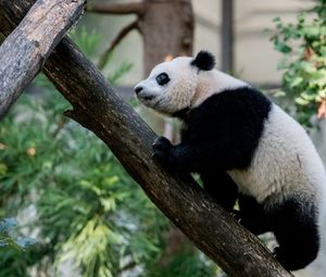 Preview wallpaper panda, animal, glance, trees