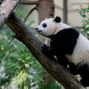 Preview wallpaper panda, animal, glance, trees