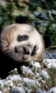 Preview wallpaper panda, animal, grass, snow