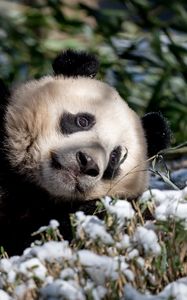 Preview wallpaper panda, animal, grass, snow