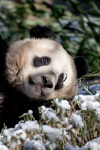 Preview wallpaper panda, animal, grass, snow