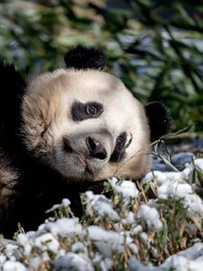 Preview wallpaper panda, animal, grass, snow