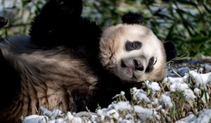 Preview wallpaper panda, animal, grass, snow