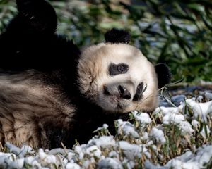 Preview wallpaper panda, animal, grass, snow