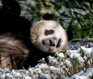 Preview wallpaper panda, animal, grass, snow