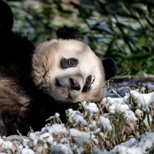 Preview wallpaper panda, animal, grass, snow