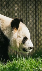 Preview wallpaper panda, animal, grass