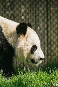 Preview wallpaper panda, animal, grass