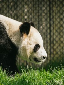 Preview wallpaper panda, animal, grass