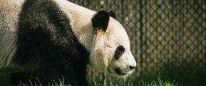 Preview wallpaper panda, animal, grass