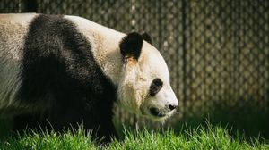 Preview wallpaper panda, animal, grass