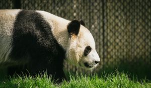 Preview wallpaper panda, animal, grass