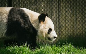 Preview wallpaper panda, animal, grass