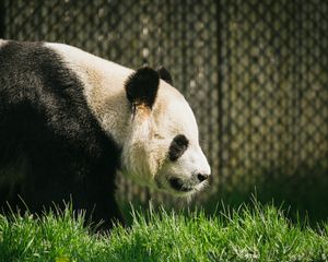 Preview wallpaper panda, animal, grass