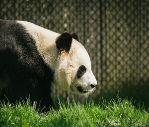 Preview wallpaper panda, animal, grass