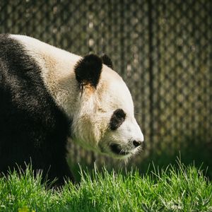 Preview wallpaper panda, animal, grass