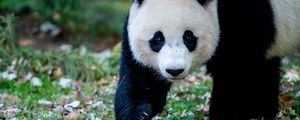 Preview wallpaper panda, animal, grass, leaves, autumn