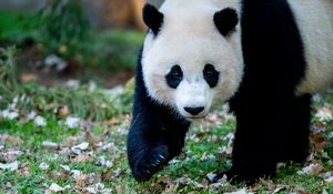 Preview wallpaper panda, animal, grass, leaves, autumn