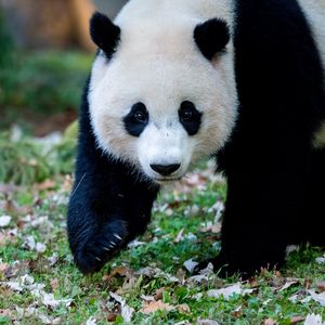 Preview wallpaper panda, animal, grass, leaves, autumn