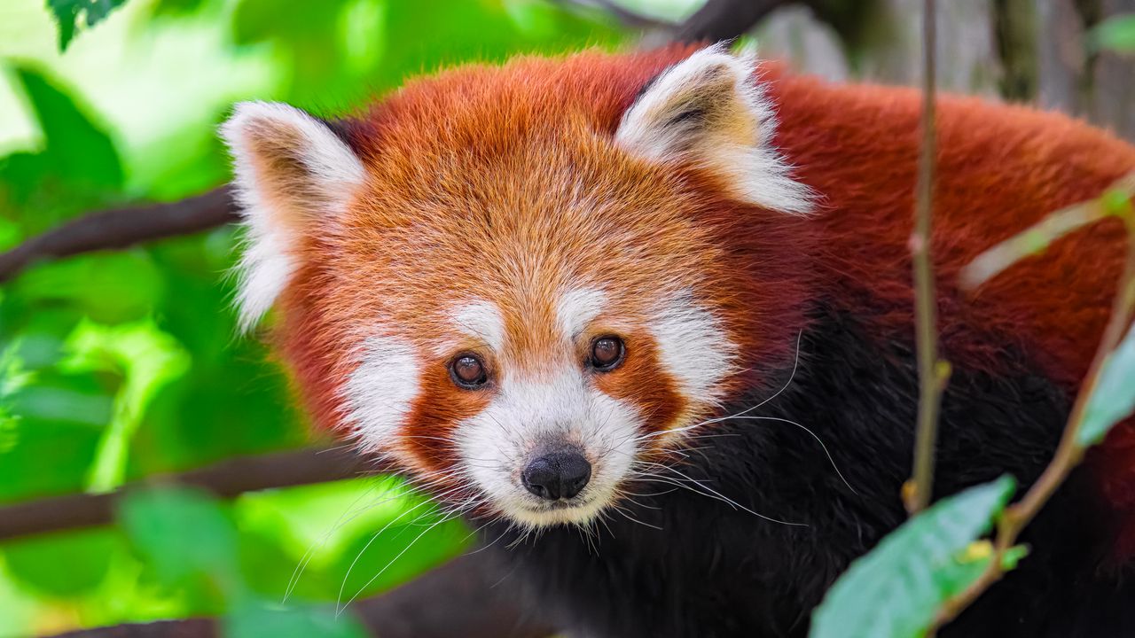 Wallpaper panda, animal, leaves, nature, forest