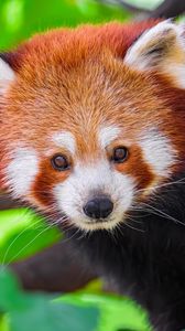 Preview wallpaper panda, animal, leaves, nature, forest